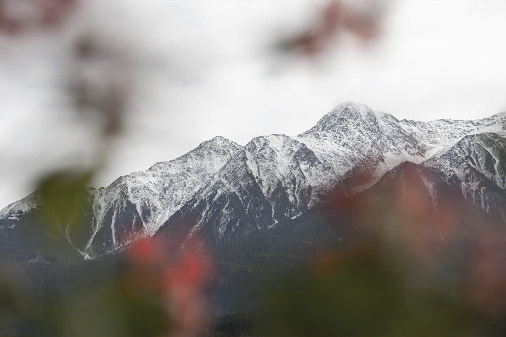 Traube_ZimmerCat_C_017